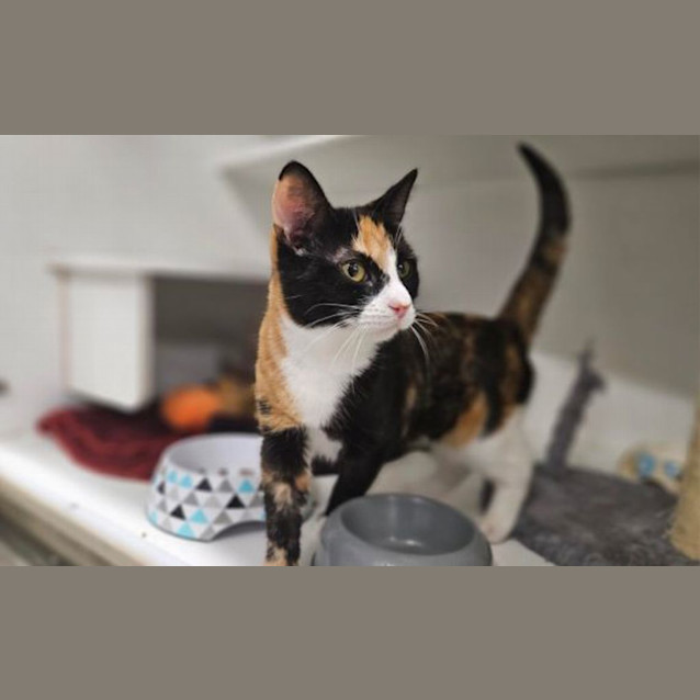 Photo of Belle