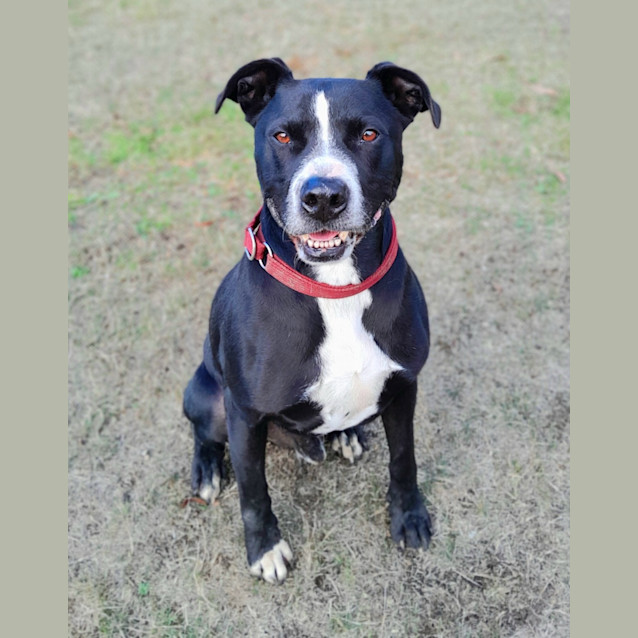 Photo of Archie