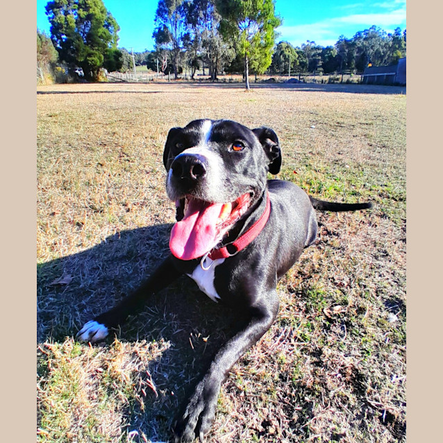 Photo of Archie