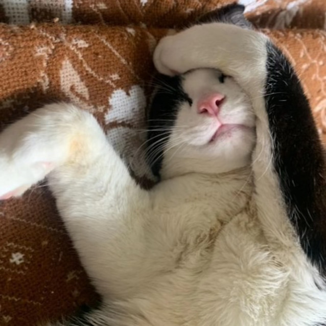 Photo of Slipper