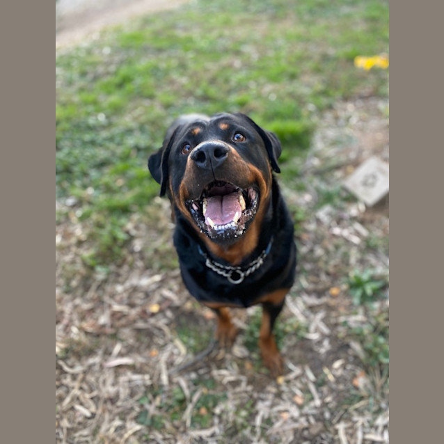 Photo of Rocky Rottweiler