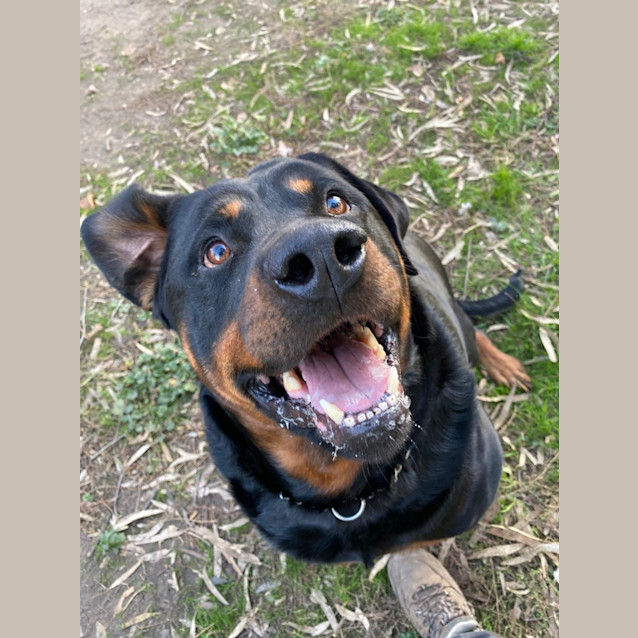 Photo of Rocky Rottweiler