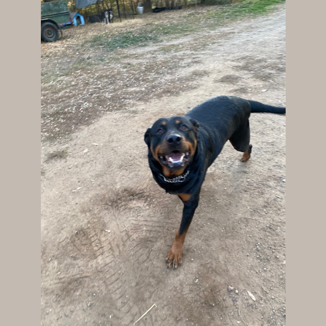 Photo of Rocky Rottweiler
