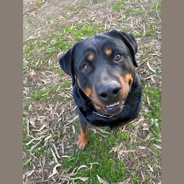 Photo of Rocky Rottweiler