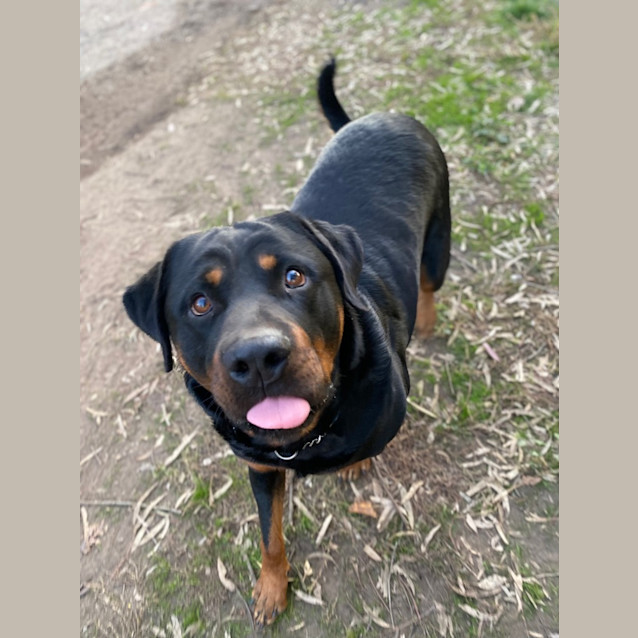 Photo of Rocky Rottweiler
