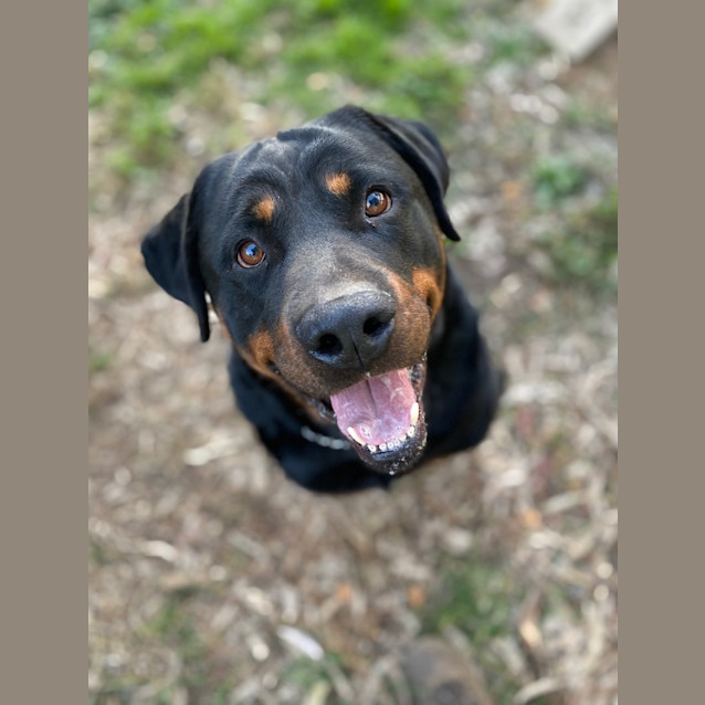 Photo of Rocky Rottweiler