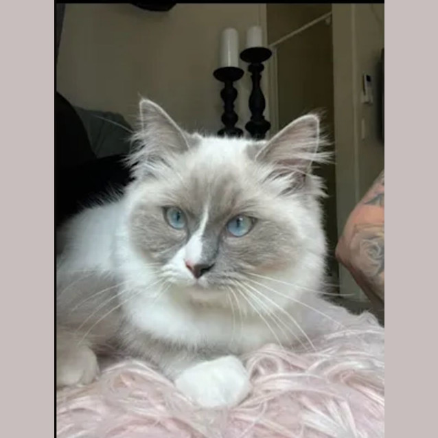 Photo of Princess Luna 