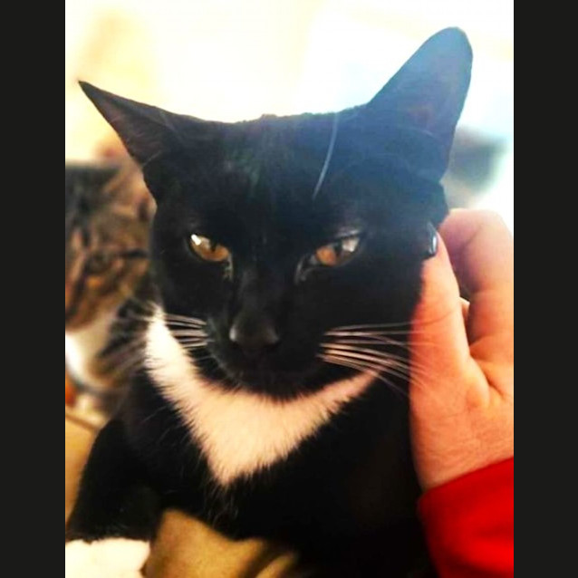 Photo of Panda   Located In Melton South