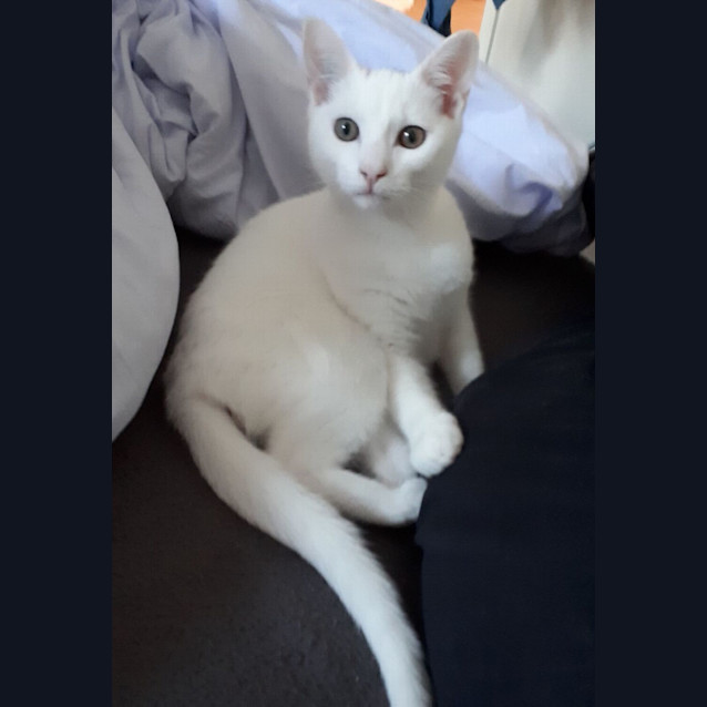Photo of Luna