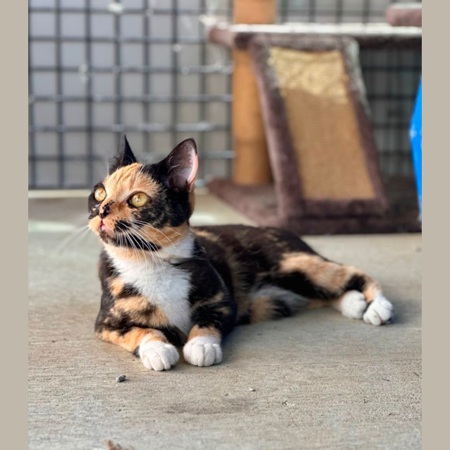 Photo of Tansy