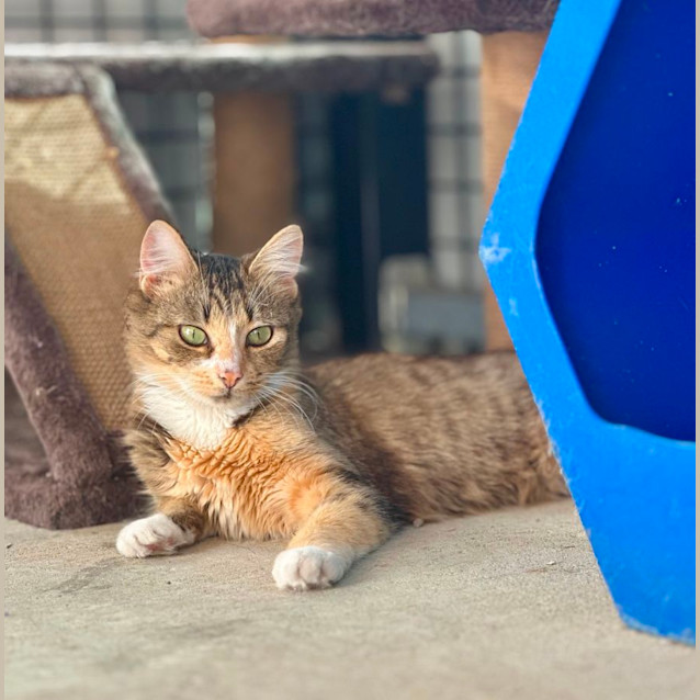 Photo of Sage