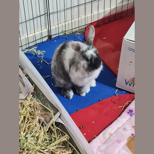 Photo of Roxanne, Remi, & Rain