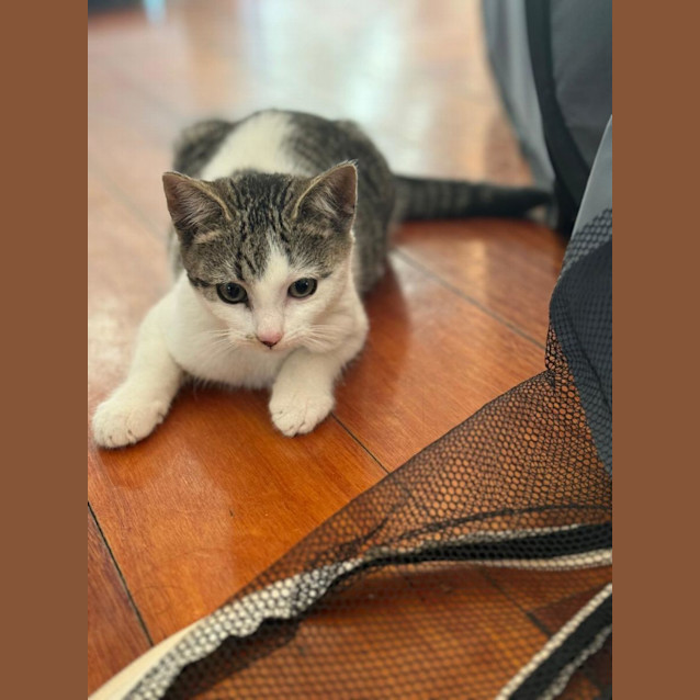 Photo of Coconut