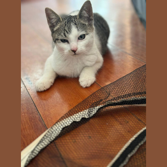 Photo of Coconut