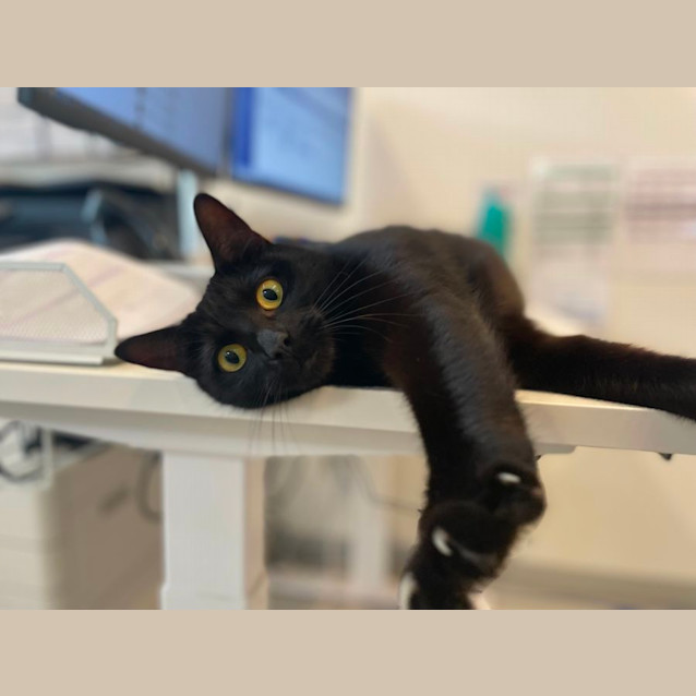 Photo of 👑 Nebula 5084 👑