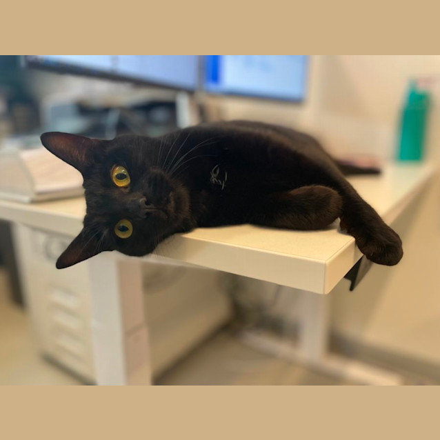 Photo of 👑 Nebula 5084 👑