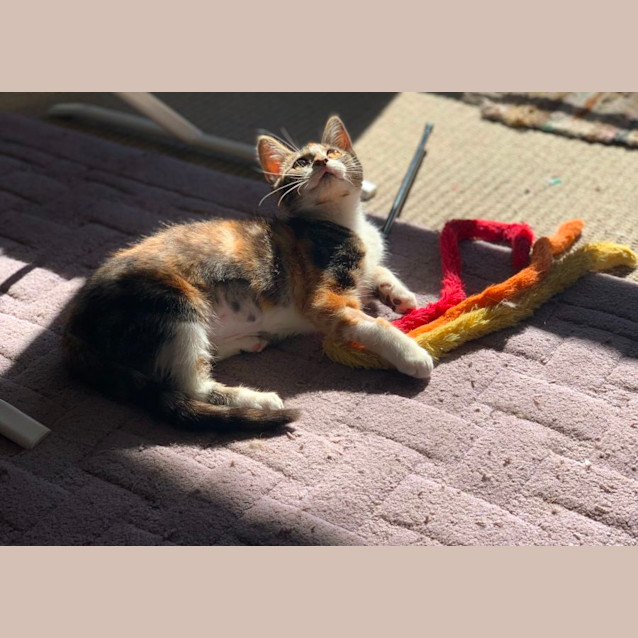 Photo of Rosie
