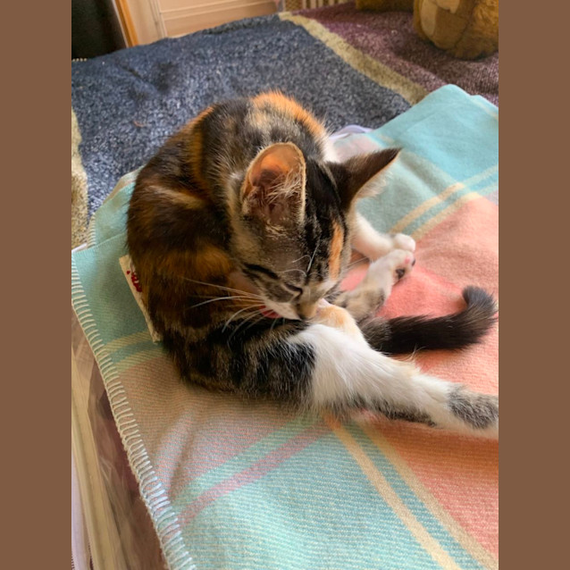 Photo of Rosie