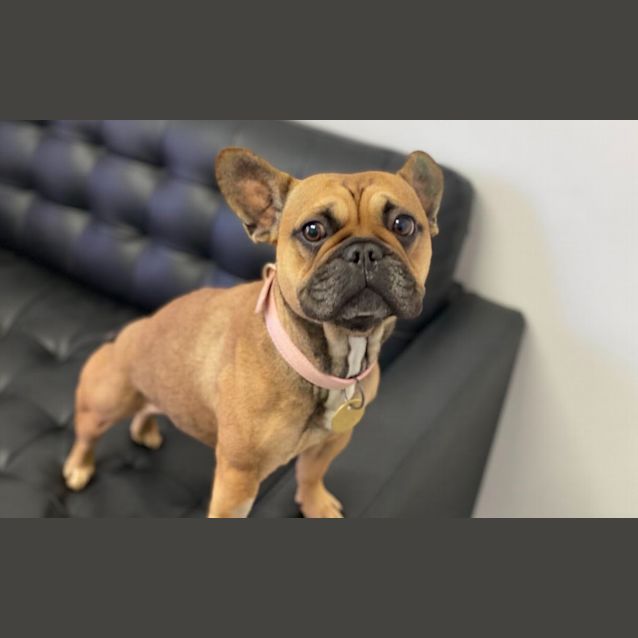 Photo of Butterscotch