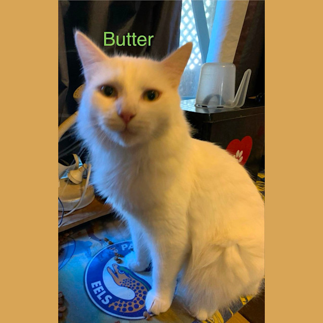 Photo of Butter