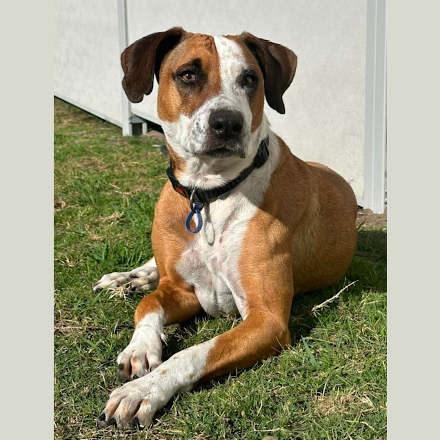 Photo of Bella   5 Year Old Staffy X 