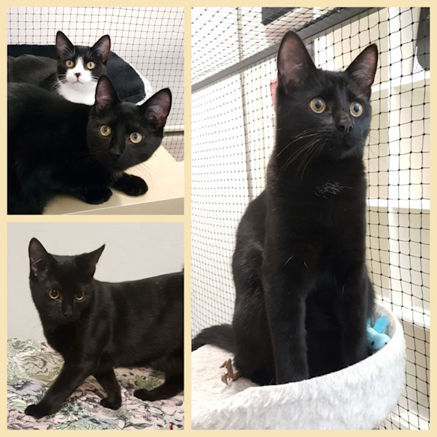 Photo of Moon **2nd Chance Cat Rescue**