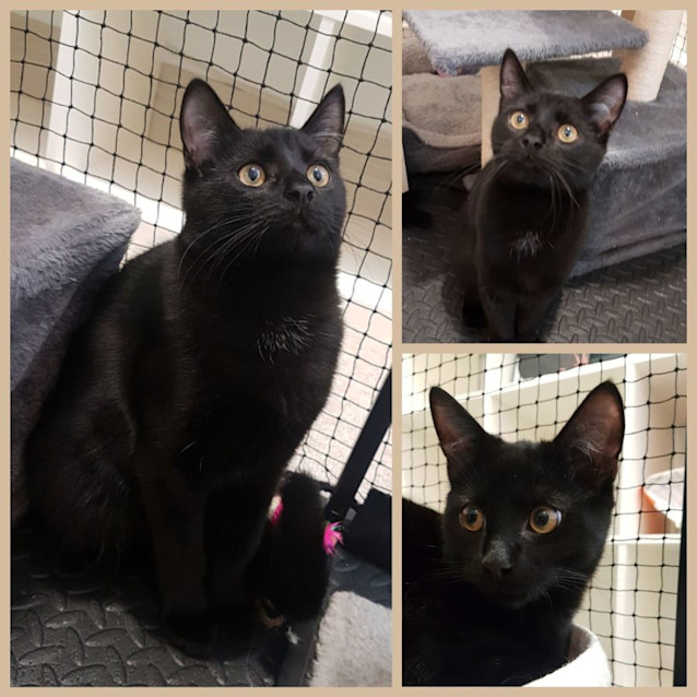 Photo of Moon **2nd Chance Cat Rescue**