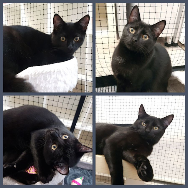 Photo of Moon **2nd Chance Cat Rescue**