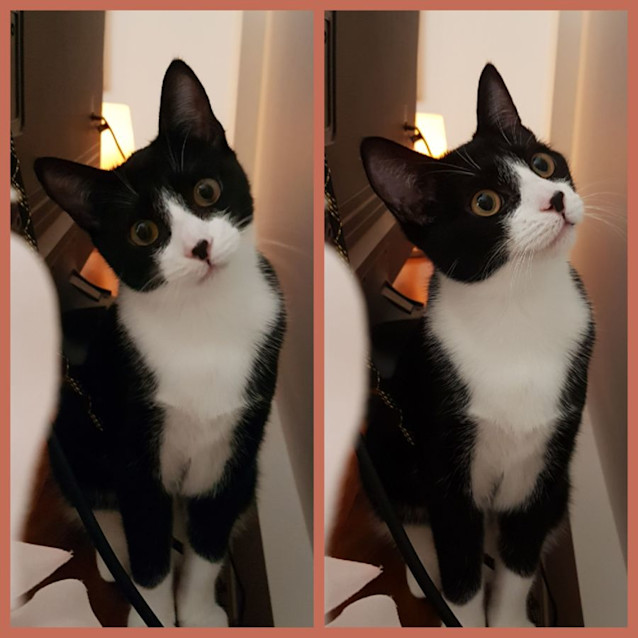 Photo of Trixie ** 2nd Chance Cat Rescue**