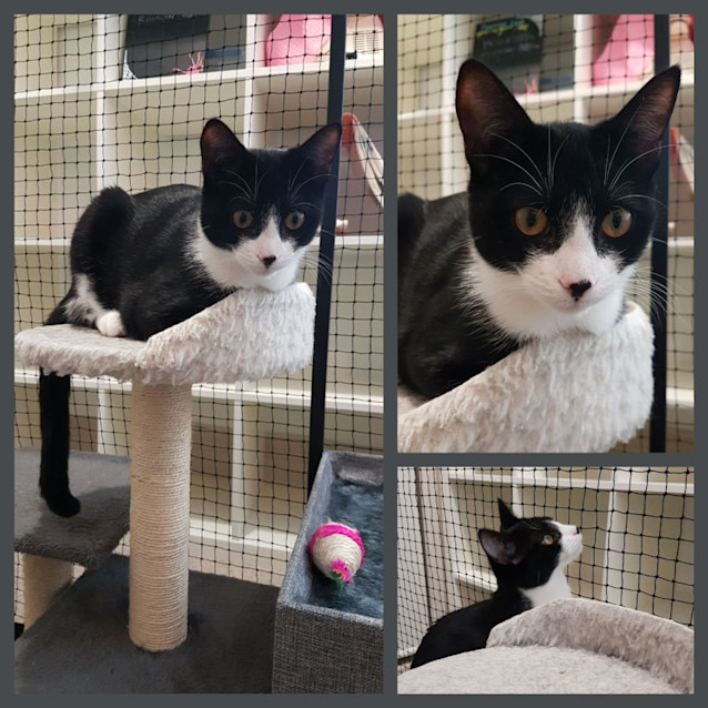 Photo of Trixie ** 2nd Chance Cat Rescue**