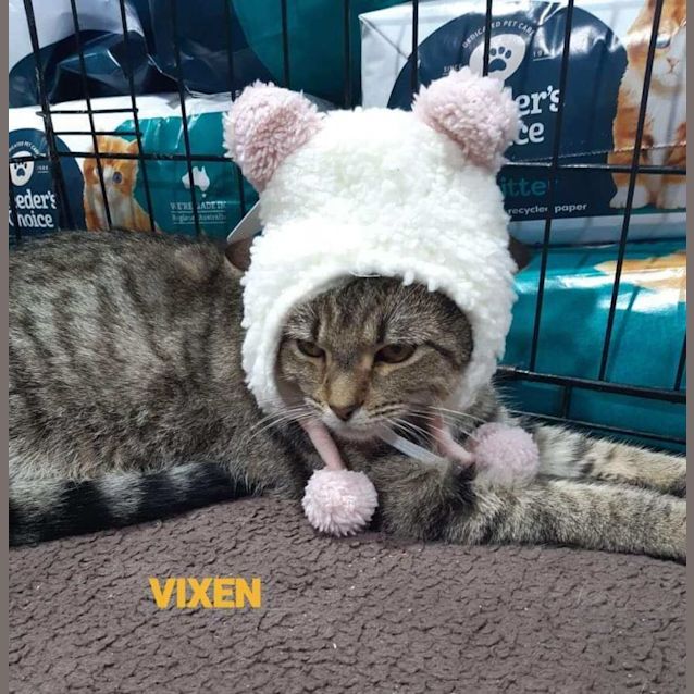 Photo of Vixen