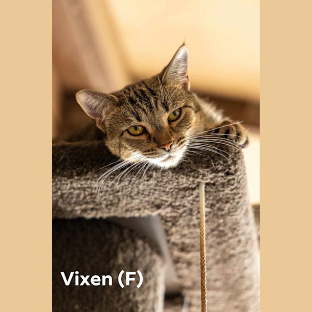 Photo of Vixen