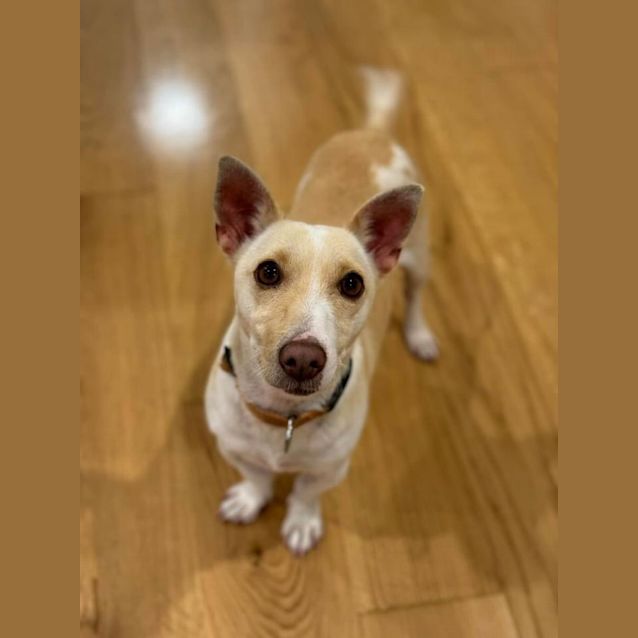 Photo of Frankie