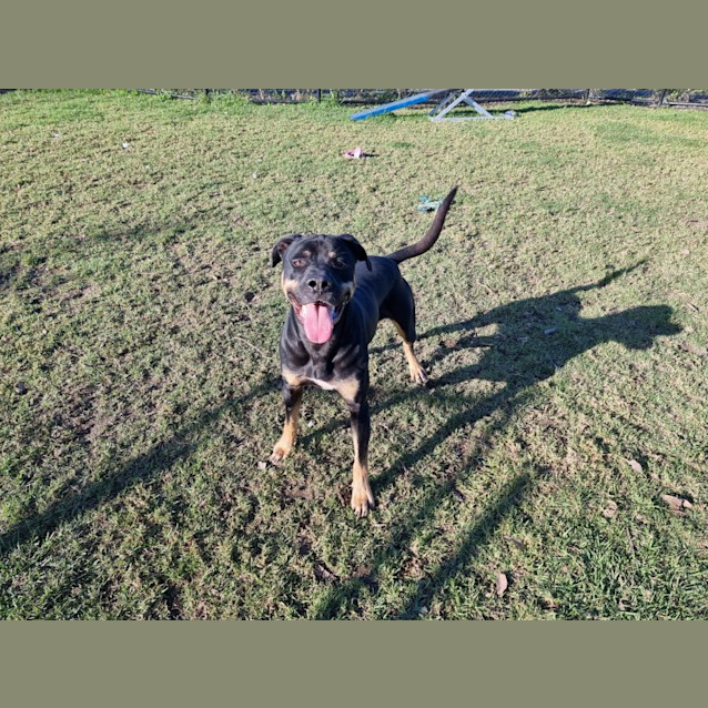 Photo of Thunder Imp 996