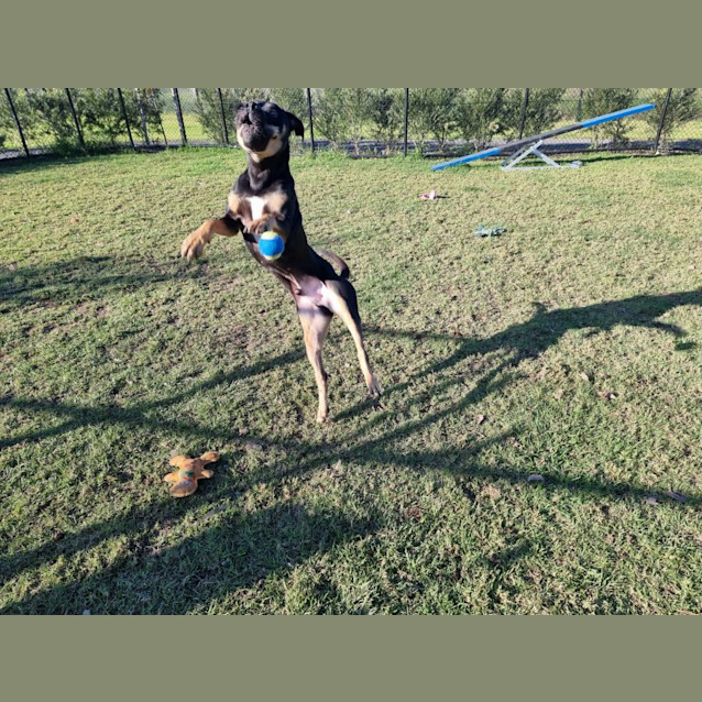 Photo of Thunder Imp 996