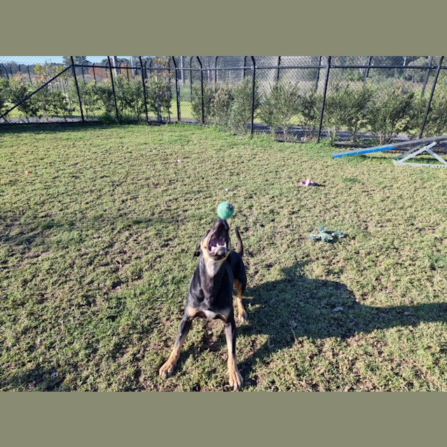 Photo of Thunder Imp 996