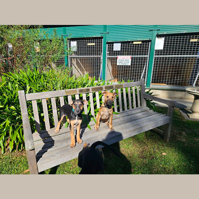 Photo of Idris, Iggy And Ira 