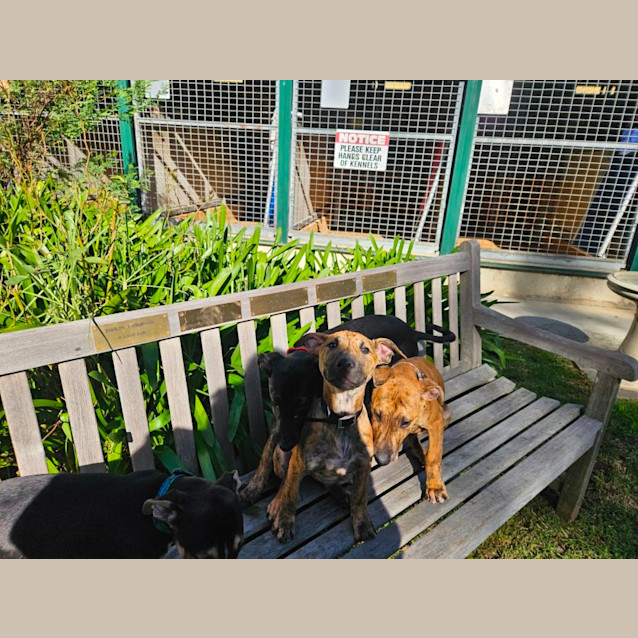 Photo of Idris, Iggy And Ira 