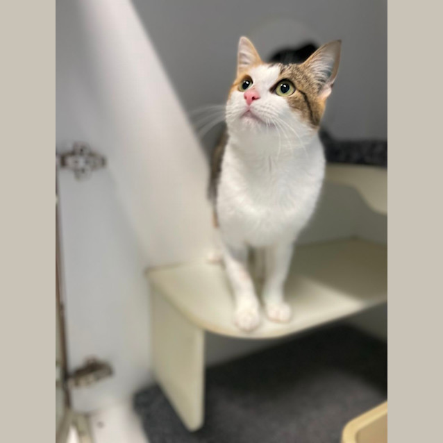 Photo of 🦩 Wren 5191 🦩