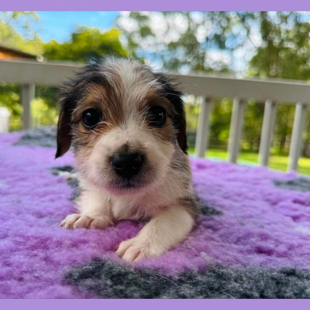 Best maltese dachshund puppies on Sale - Main Image