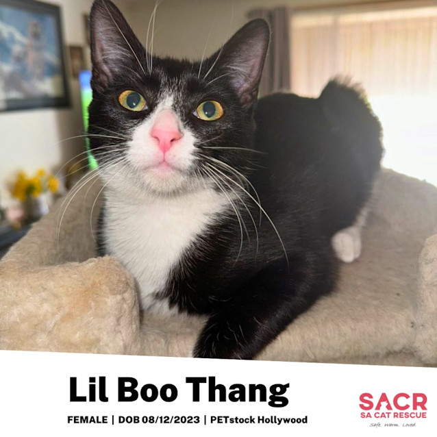 Photo of Lil Boo Thang