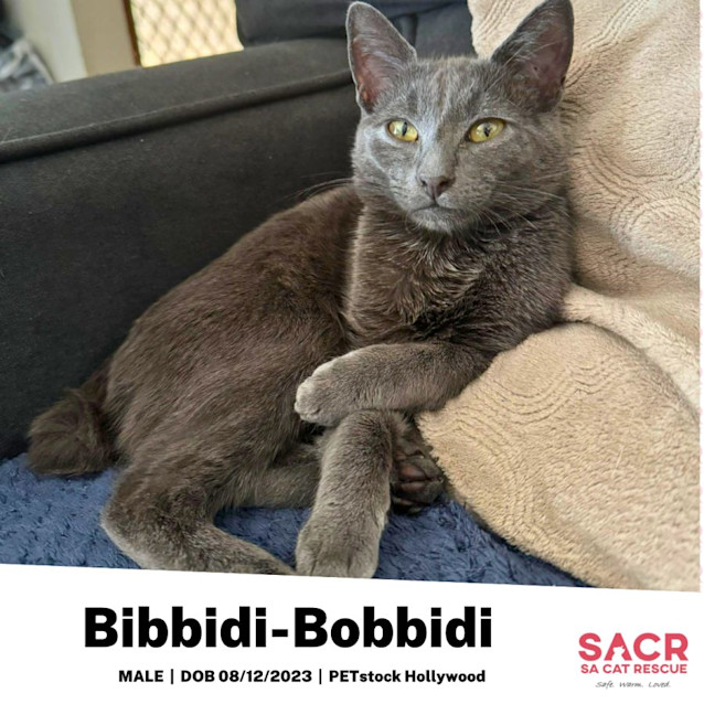 Photo of Bibbidi Bobbidi