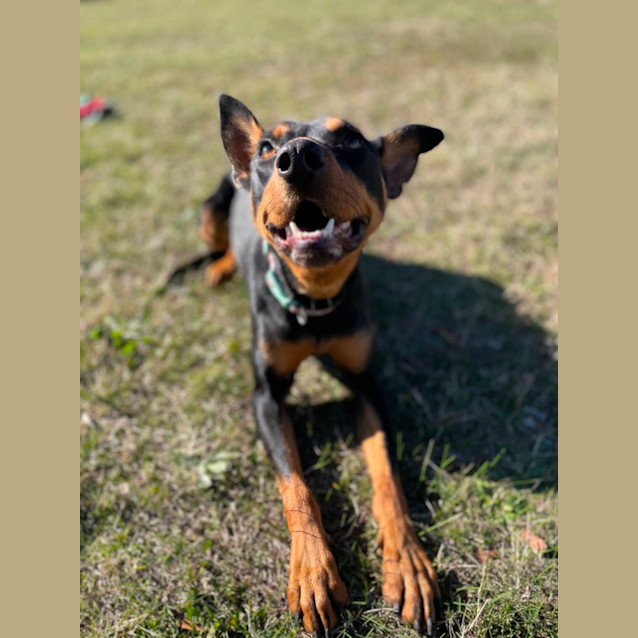 Photo of Biscuit