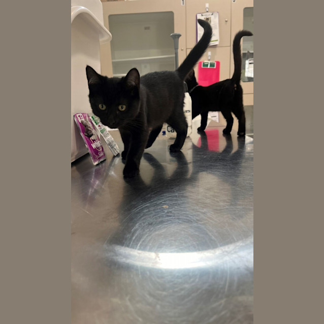 Photo of Ferris (6506)