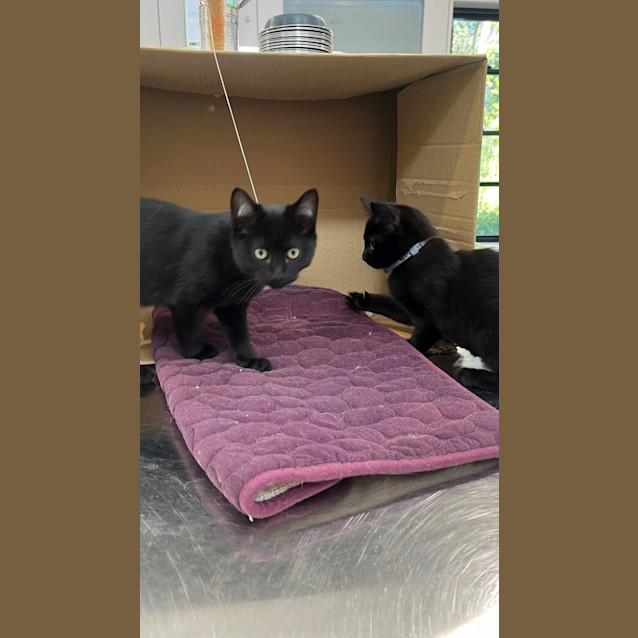 Photo of Ferris (6506)