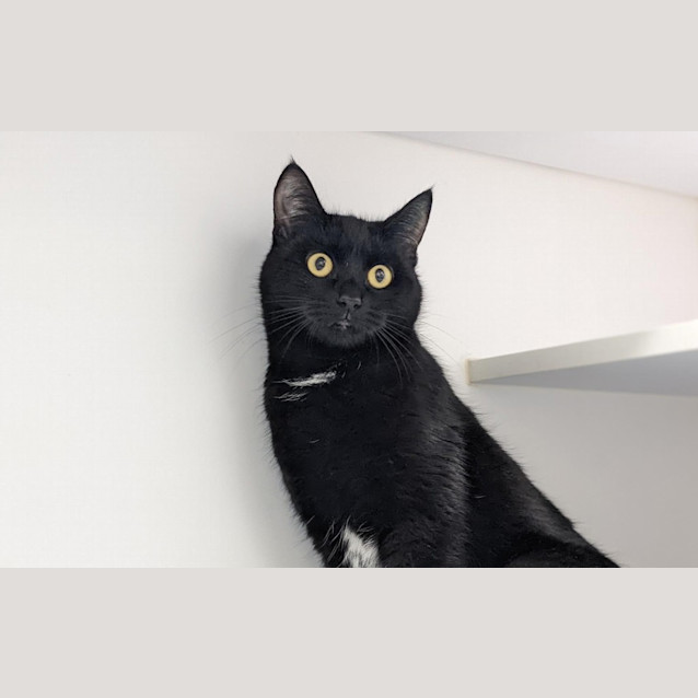 Photo of Purdy