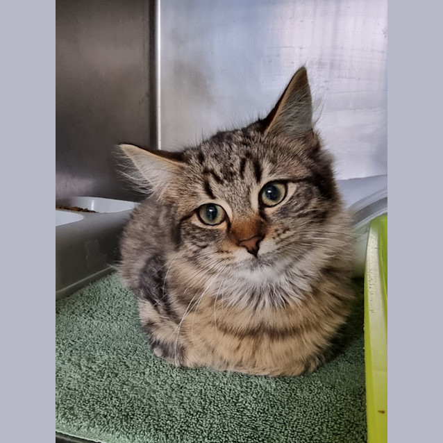 Photo of Crackle