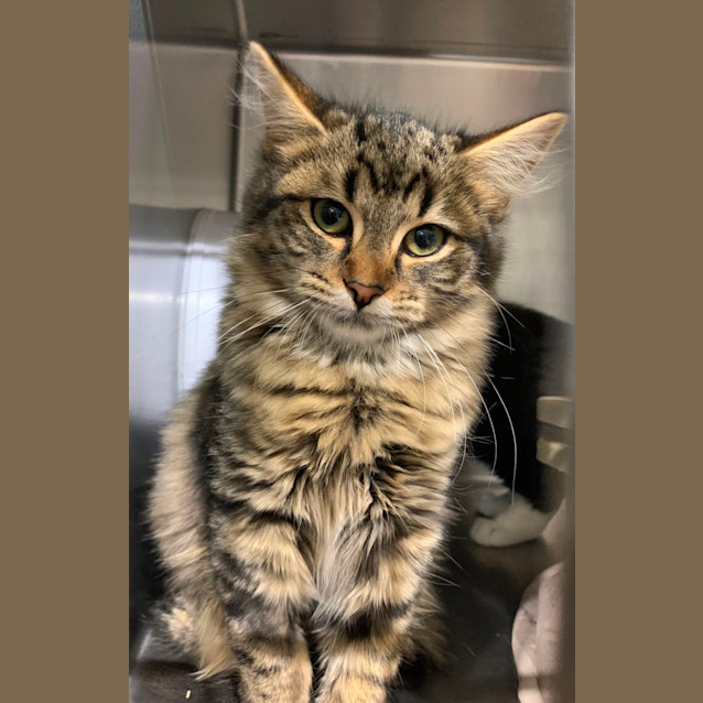 Photo of Crackle