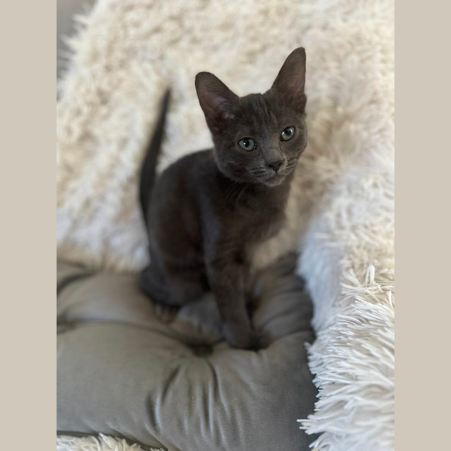 Photo of Arlo   16 Week Old Domestic Medium Hair (Trial)