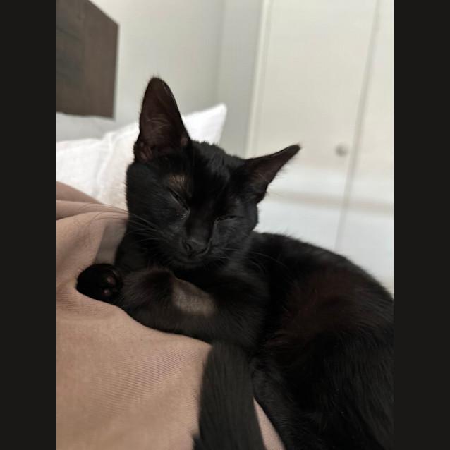 Photo of Alan   16 Week Old Domestic Medium Hair (Trial)